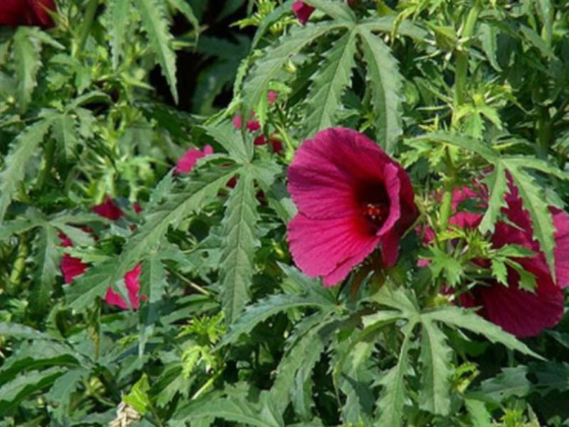 Rubintvörös rostmályva - kenaf, Hibiscus cannabinus, ehető virág